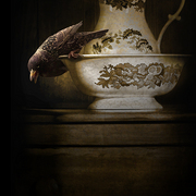 The_starling_card