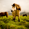 Iceland_horse_thumb