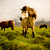 Iceland_horse_tiny_square