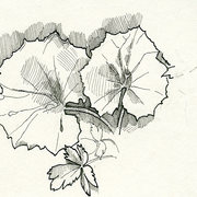 2007-tussilago_farfara-rapid_card
