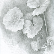 2007-tussilago_farfara_foliage_card