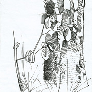 2007-birch_trunk__sketch__card