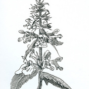 2007-stachys_palustris_card