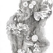 2007-dandelions_and_burdock_card