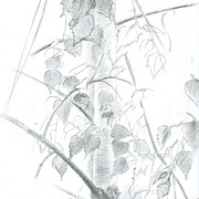 2007-birch-tree-graphite_card
