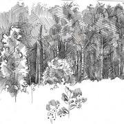 2007-forest_-_field_card