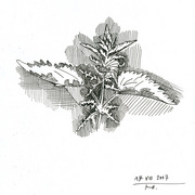 2007-foliage_of_nettle_card