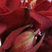 Utsnitt_amaryllis_card