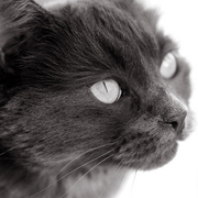 Tillie2eye-post_card