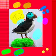 Puffin_1_card