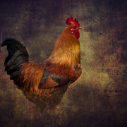Rooster_card