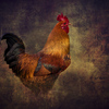 Rooster_thumb