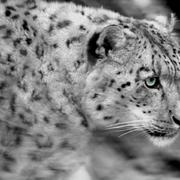 Leopard_lights_card