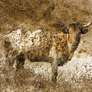 The_steer_card