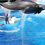 Seaworld_jumpin_card