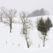 Greene_farm_card