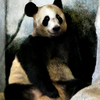 Panda_water_color_thumb