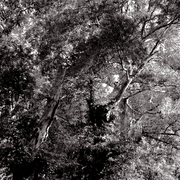 Foresttrees-post_card