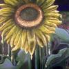 Meltingsunflower_thumb