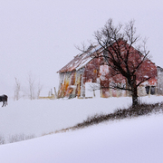 American_pastoral_card