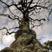 Buddha_root_card