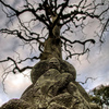 Buddha_root_thumb