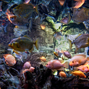 Fishizzle_4_card