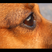Rosie_eye_card