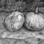 Two_little_pumpkins_card