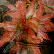 Waterflower_card