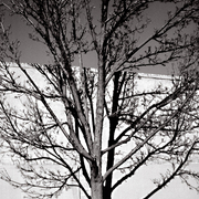 Wintershadows-post_card