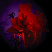 Chelsea_s-rose1_card