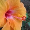 Hawaii_051_thumb