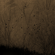 Into_the_night_card