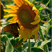 Sun_n_butter_card