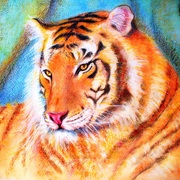 Tigre_pastel_50x65cm_card