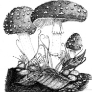 Amanita2_card