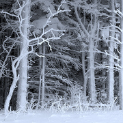 Ghost_bones_card