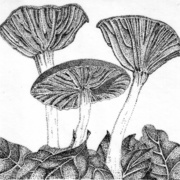 Laccaria_amethysteapurpledeciever_card