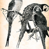Birds_3_etsy_thumb
