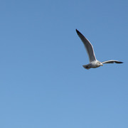 Soaring_card