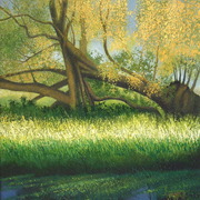 Fallen_willow_at_thurlby_and_baston_fen_card