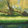 Fallen_willow_at_thurlby_and_baston_fen_thumb