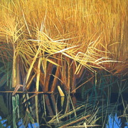 Fen_reeds_card