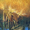Fen_reeds_thumb