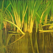Reed_base_at_deeping_lakes_-_oil_card
