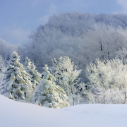 Winter_in_appalachia_card
