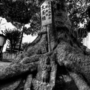 Tree_of_lamentation__b_w_overlay_version__card