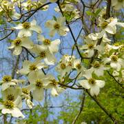 Dogwood_blossoms_may_2006_b_enhance_card