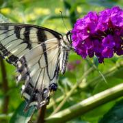 Tiger_swallowtail_082506_a_enhance_card